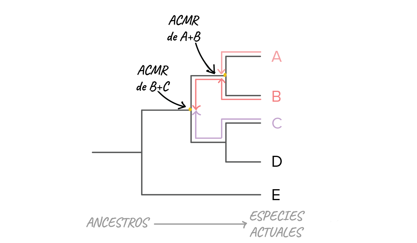 Árboles filogenéticos (artículo) | Filogenia | Khan Academy