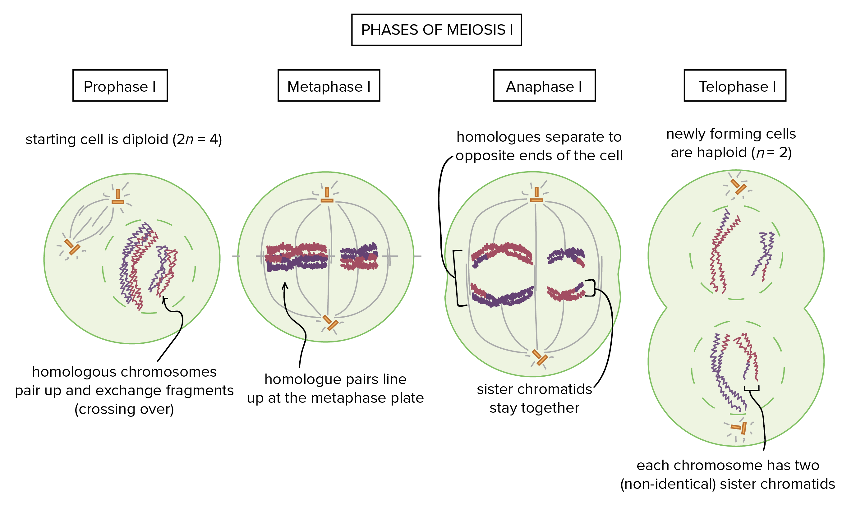 As fases da meiose I.

Prófase I: a célula inicial é diploide (2n = 4). Os cromossomos homólogos formam pares e trocam fragmentos no processo de crossing over.

Metáfase I: os pares homólogos se alinham na placa metafásica.

Anáfase I: os homólogos se separam e vão para extremidades opostas da célula. As cromátides-irmãs permanecem juntas.

Telófase I: as células recém-formadas são haploides, n=2. Cada cromossomo ainda tem duas cromátides-irmãs, mas as cromátides de cada cromossomo não são mais idênticas entre si.