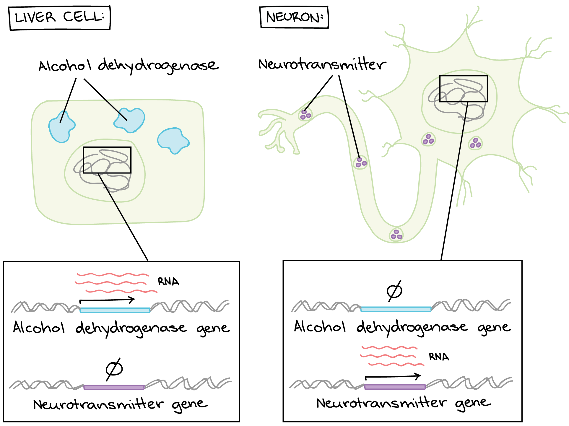 Left panel: liver cell. The liver cell contains alcohol dehydrogenase proteins. If we look in the nucleus, we see that an alcohol dehydrogenase gene is expressed to make RNA, while a neurotransmitter gene is not. The RNA is processed and translated, which is why the alcohol dehydrogenase proteins are found in the cell.

Right panel: neuron. The neuron contains neurotransmitter proteins. If we look in the nucleus, we see that the alcohol dehydrogenase gene is not expressed to make RNA, while the neurotransmitter gene is. The RNA is processed and translated, which is why the neurotransmitter proteins are found in the cell.