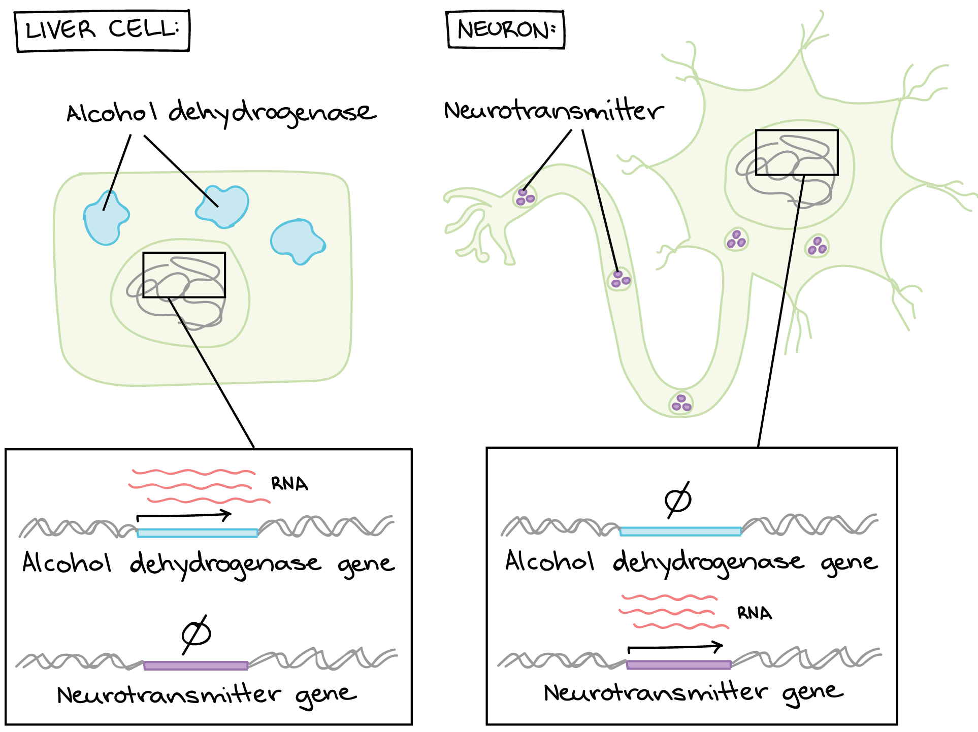 Gene Regulation In Prokaryotes