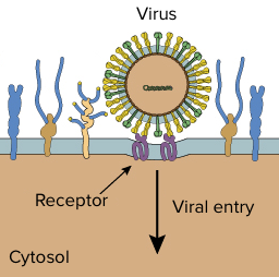 Virus binding to its receptor on the cell surface.