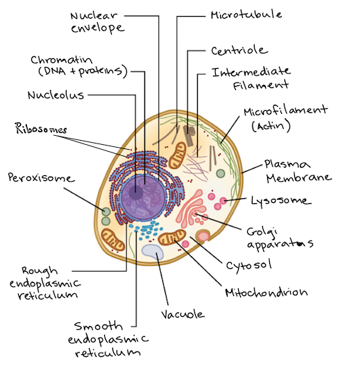 eukaryotic cells diagram