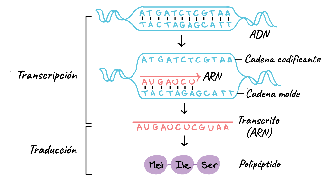 Transcripción Mind Map