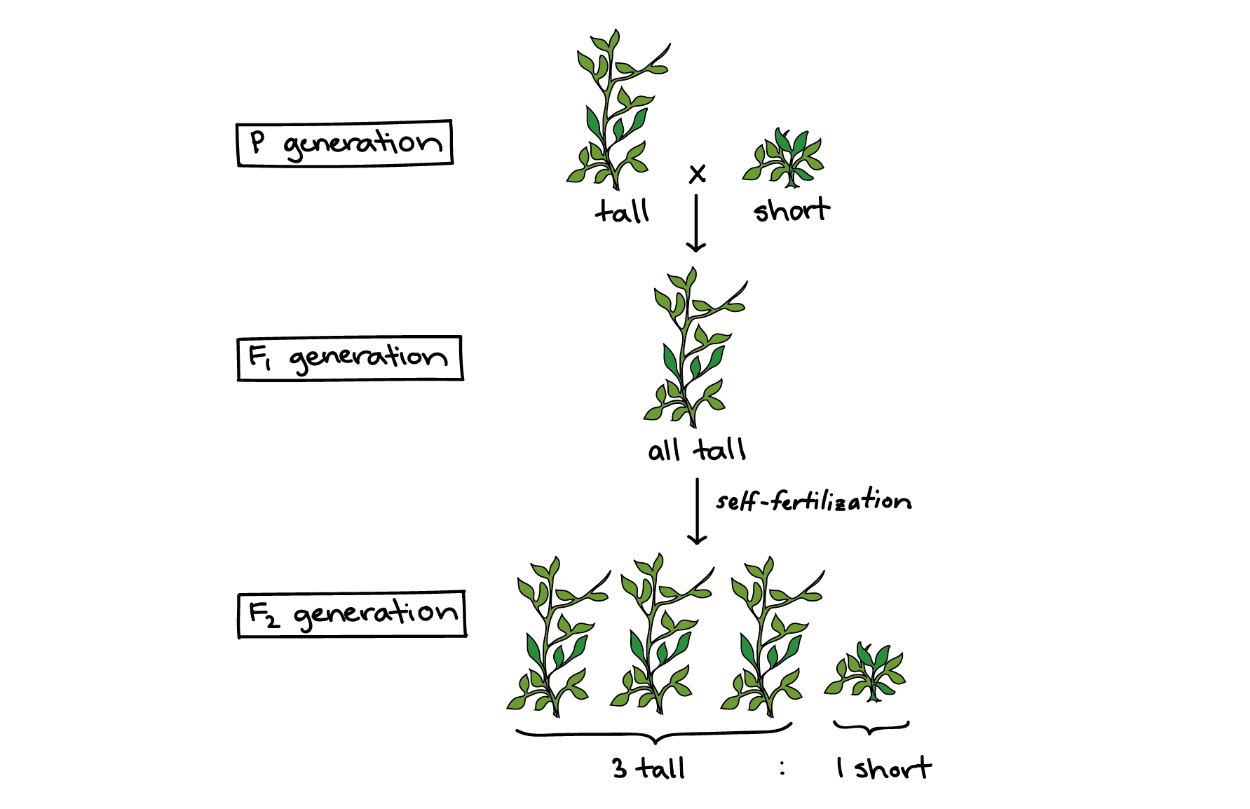 Gregor Mendel Chart