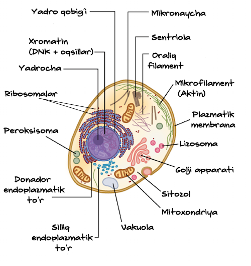 Tozalash paytida behuda Jismoniy sochlar porno video