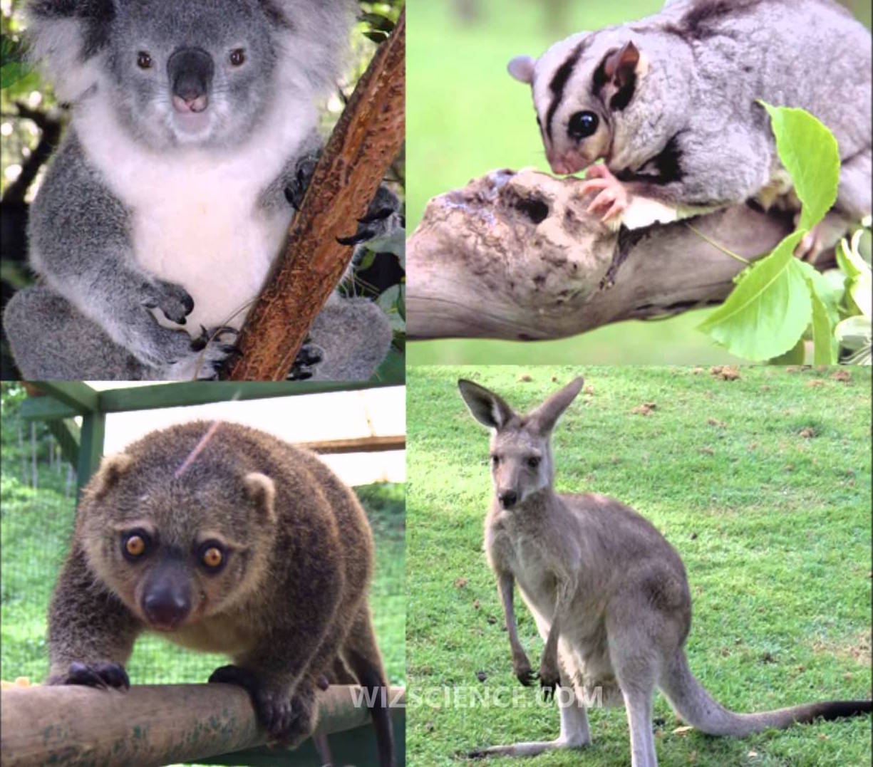 Marsupial mammals on Australia 