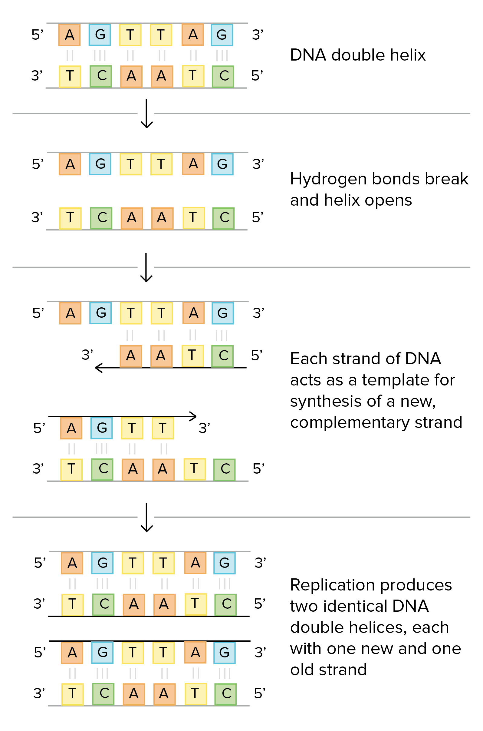 DNA structure and replication review (article)  Khan Academy Pertaining To Dna Structure And Replication Worksheet