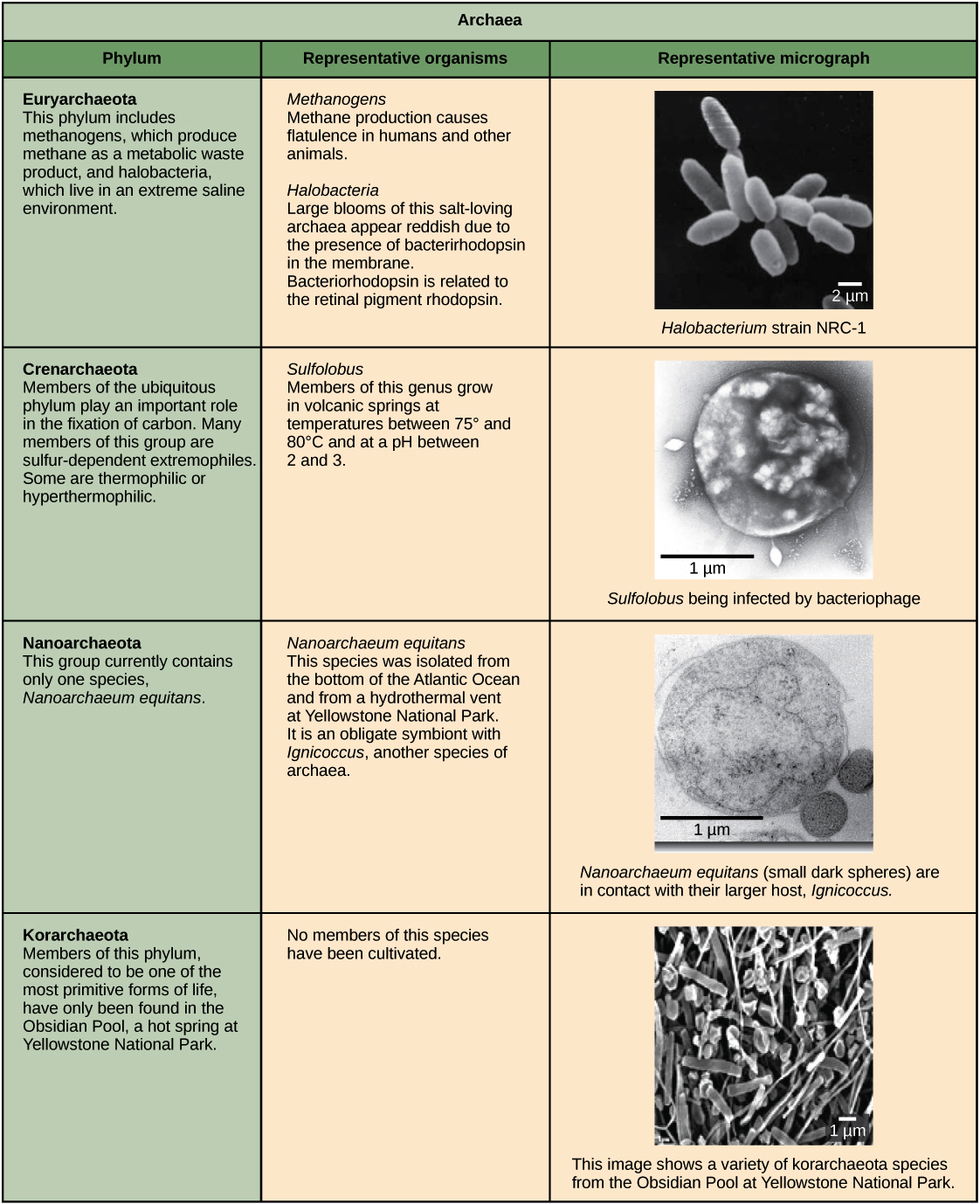 types of archaea