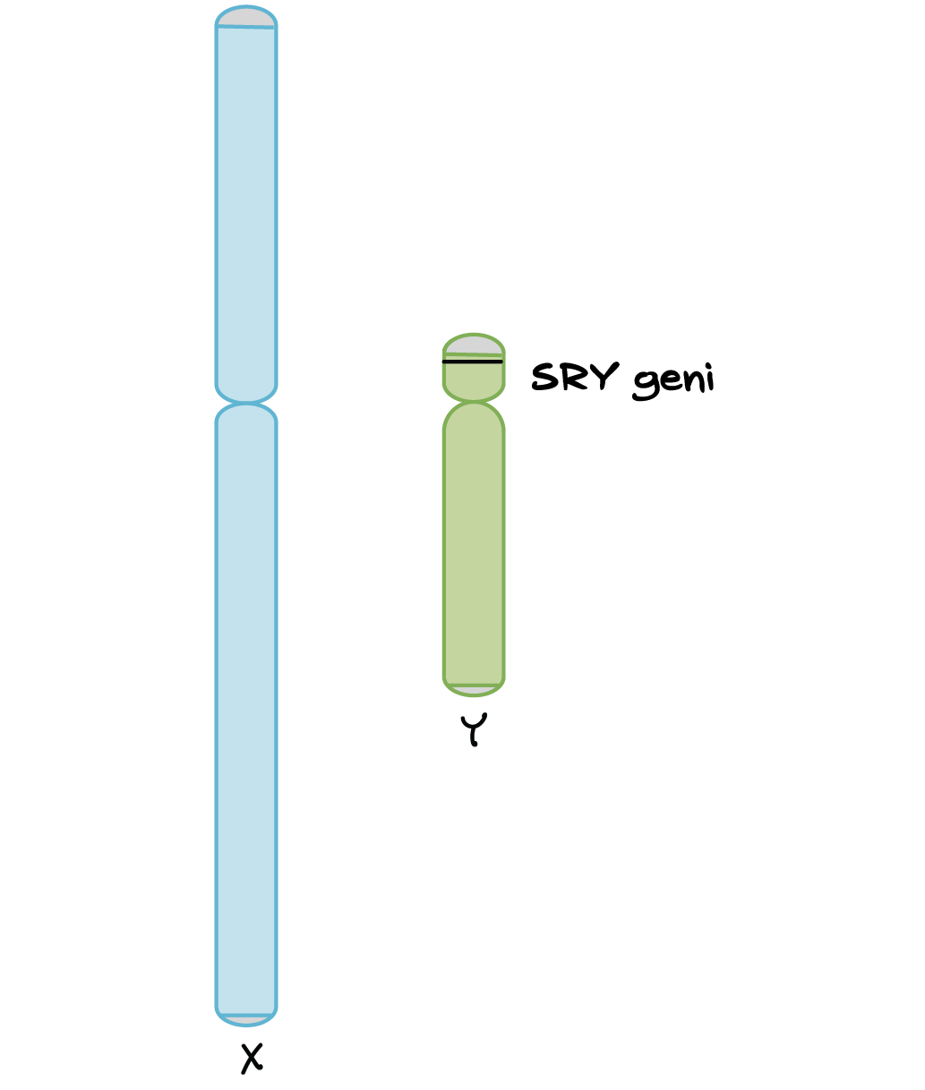 Hojatxona fotosuratida erkalayotgan mushuk