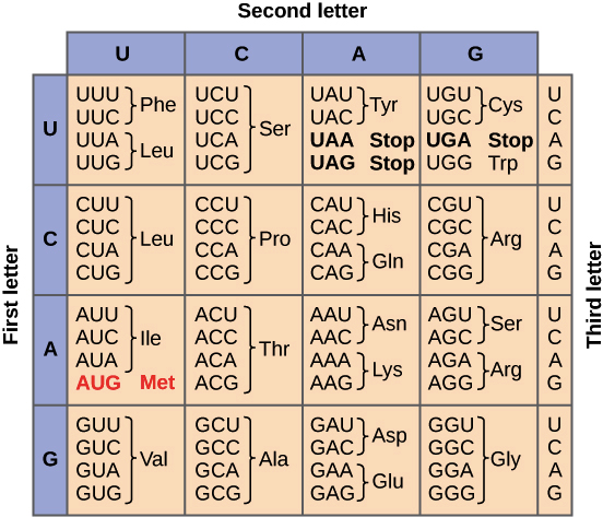 Tabela de código genético. Cada sequência de três letras de nucleotídeos do RNAm corresponde a um aminácido específico ou um códon de parada. UGA, UAA e UAG são códons de parada. AUG é o códon da metionina e também é o códon de início.