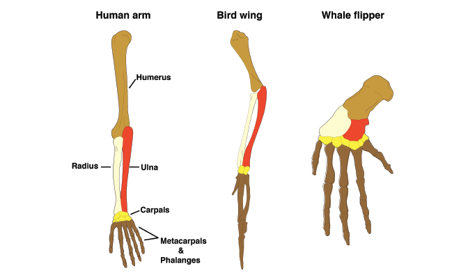 The similar bone arrangement of the human, bird, and whale forelimb 