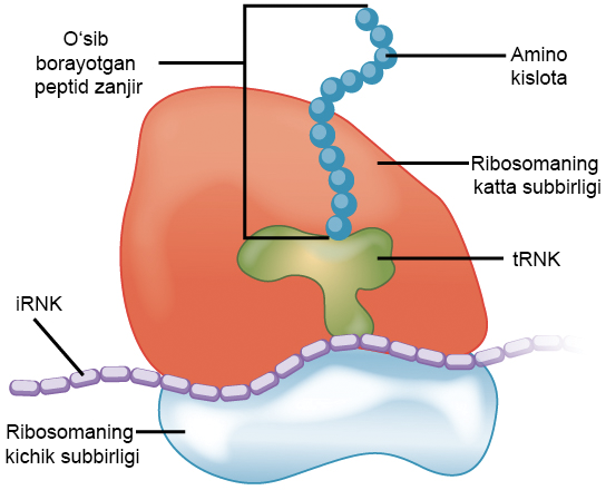 Jinsiy dokon yak ong uyqu