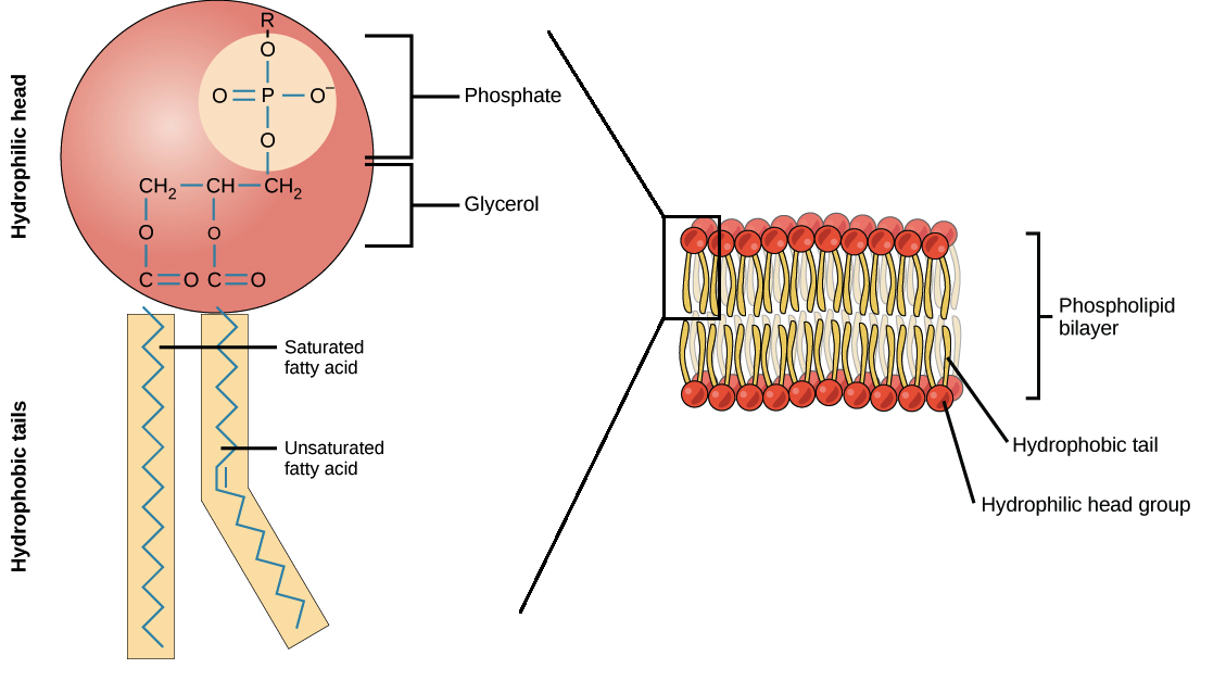 Membrane Phospholipids Structure