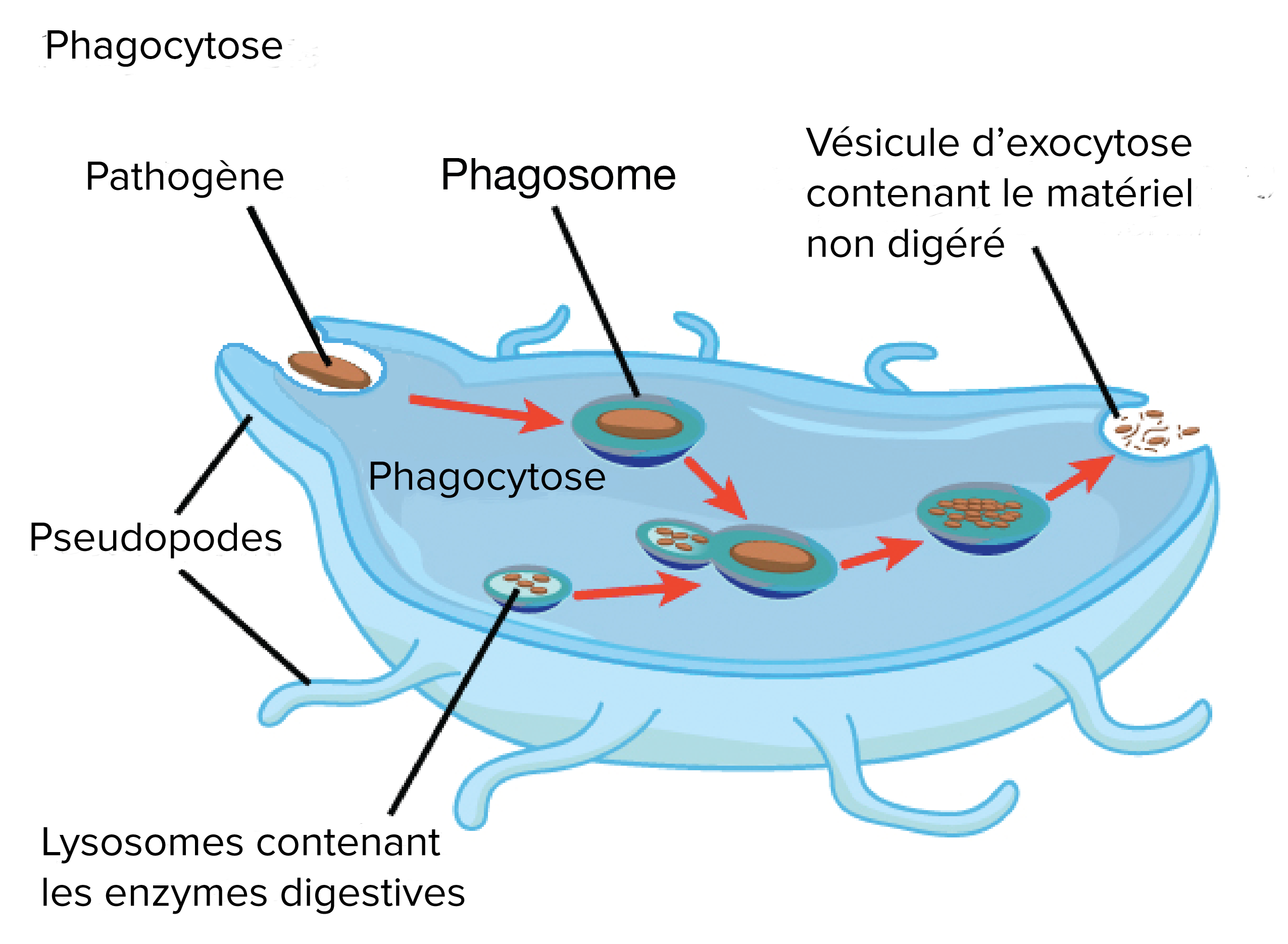 Lysosomes Dans Les Cellules Animales