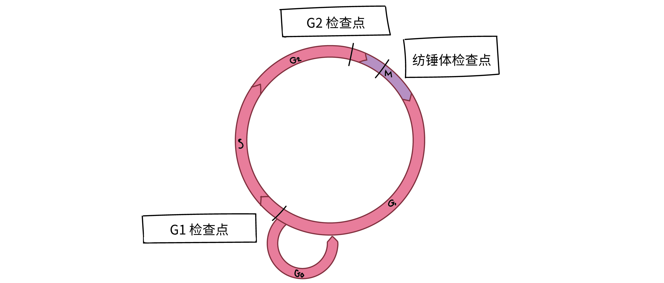 细胞周期检控点 文章 细胞周期调控 癌症和干细胞 可汗学院