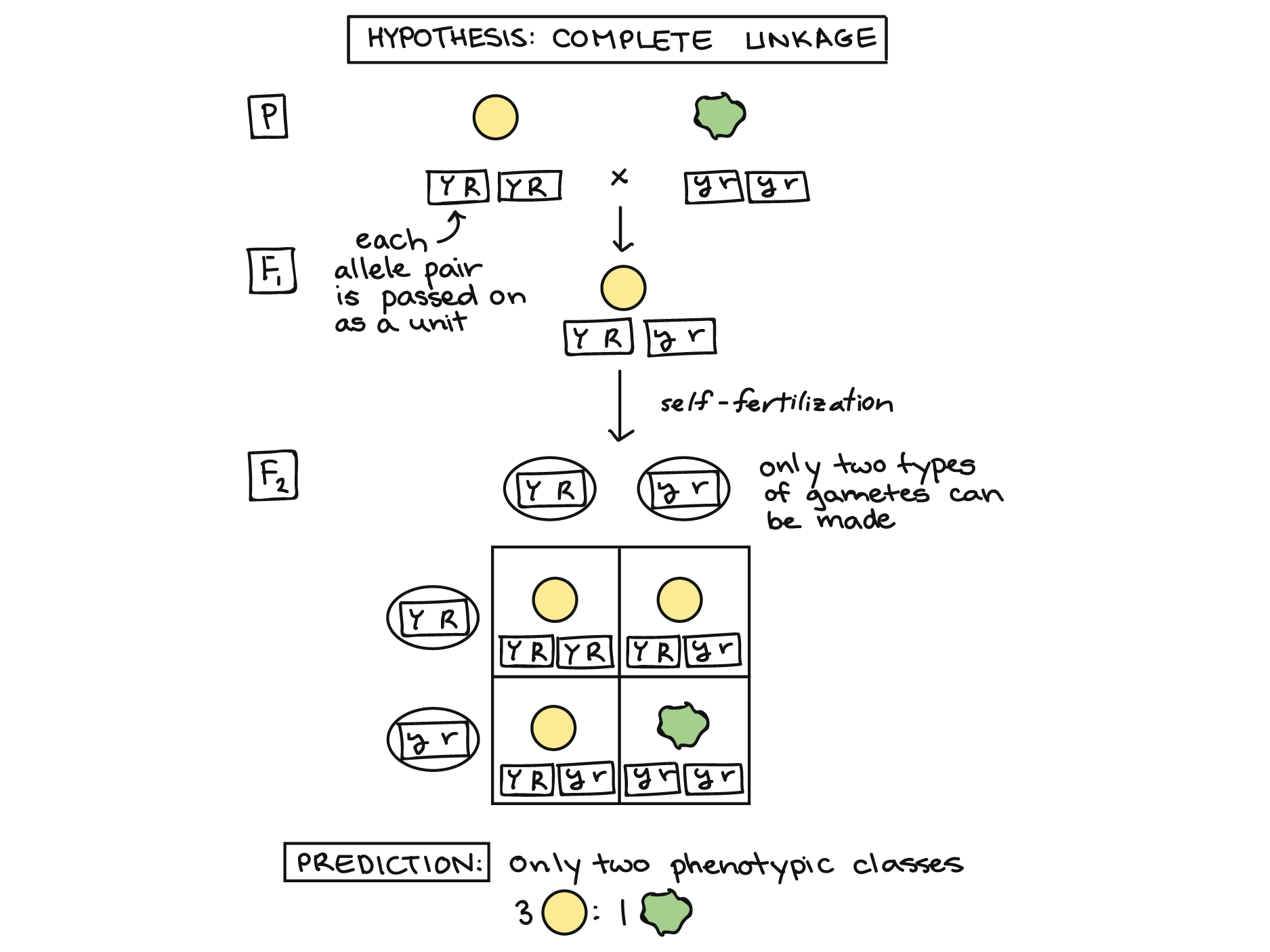 Segregation Of Genes - Meiosis And Other Factors Affecting Genetic  Variability - MCAT Content