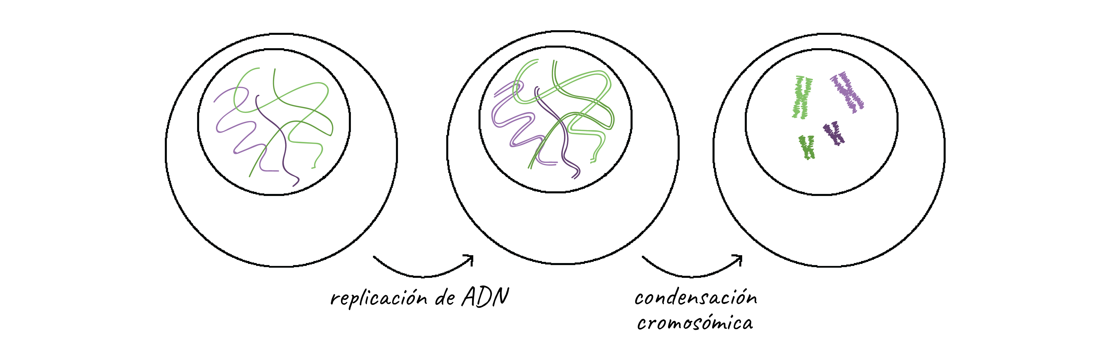 Cromosomas Articulo Khan Academy