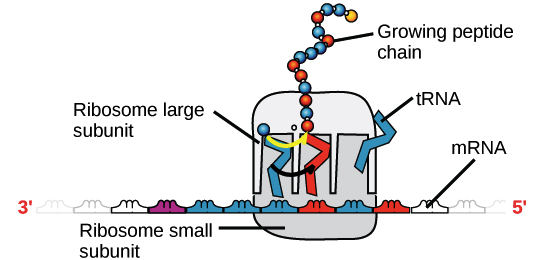 Imagem de um ribossomo (feito de proteínas e RNAr) ligado a um RNAm, com RNAt trazendo aminoácidos para seres adicionados à cadeia crescente. O RNAt que se liga, e consequentemente, o aminoácido que é acrescentado, em um determinado momento é determinado pela sequência do RNAm que está sendo "lido" naquele momento.