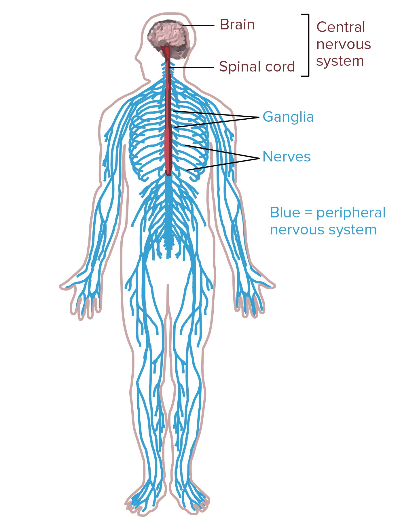 nerves that carry impulses toward the cns only are ________