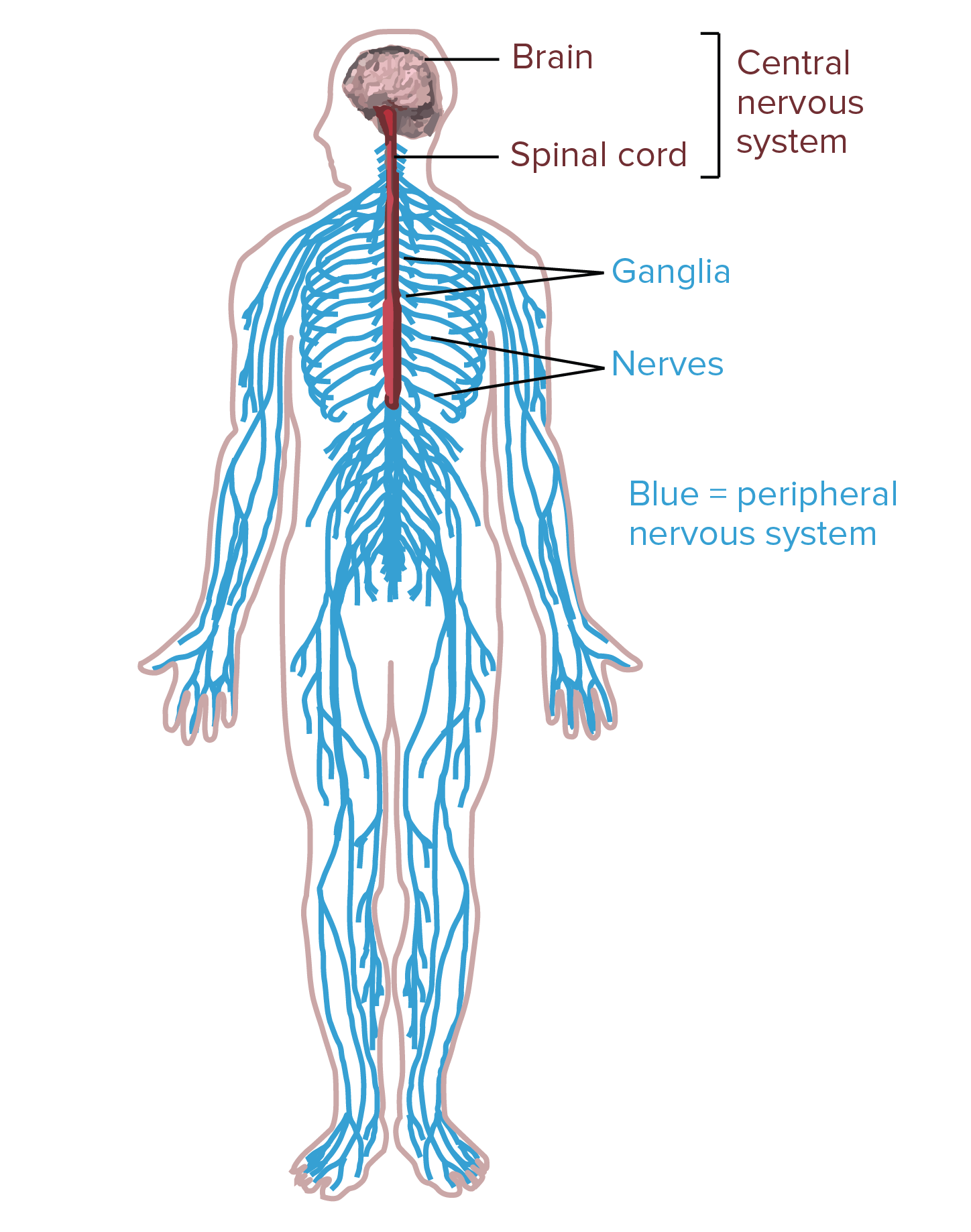 Labeled Knee Jerk Reflex Diagram - Aflam-Neeeak