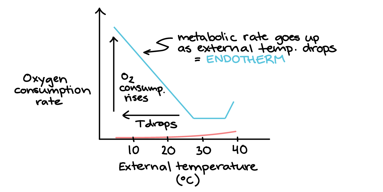 platyhelminthes ectotherm vagy endotherm