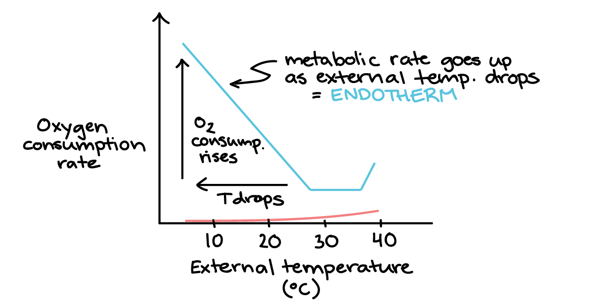 platyhelminthes ectotherm vagy endotherm)