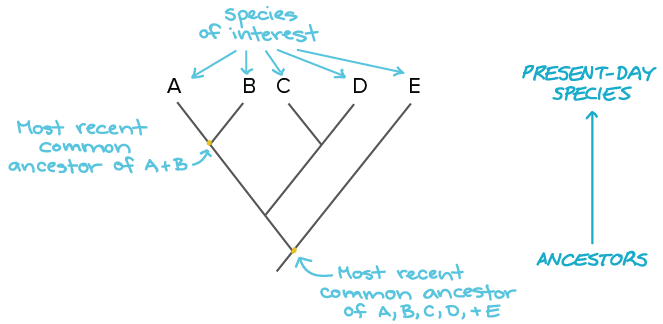 How to construct a Phylogenetic tree ?