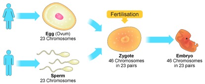 Overview of the process of sexual reproduction.