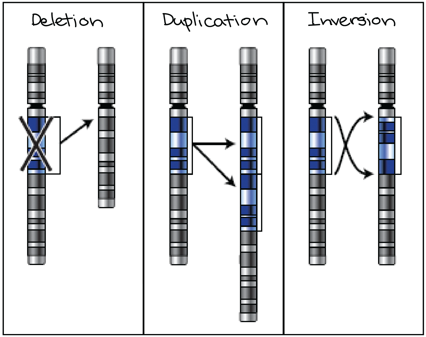 Diagrama representando esquematicamente a deleção, a duplicação e a inversão.

Deleção: uma região do cromossomo original é removida, levando a um cromossomo mais curto em que falta uma seção.

Duplicação: uma região do cromossomo original é duplicada, levando a um cromossomo mais longo com uma cópia a mais de uma seção em particular.

Inversão: uma região do cromossomo original se separa do restante do cromossomo e é recolocada em seu lugar original, mas na orientação oposta.