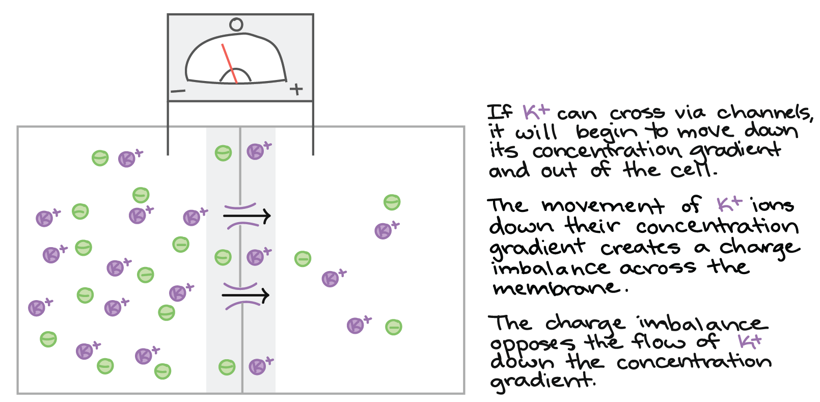 System moving towards equilibrium: If K+ can cross via channels, it will begin to move down its concentration gradient and out of the cell. (Channels are shown opening, potassium is shown moving from the interior to the exterior of the cell through channels.) The movement of K+ ions down their concentration gradient creates a charge imbalance across the membrane. (The potassium ions that have crossed from the interior to the exterior of the cell are not partnered with anions on the outside of the cell. They line up along the membrane on the outside, and the unpartnered anions they left behind on the inside line up along the membrane on its inside face. The voltmeter now registers a slight negative voltage.) The charge imbalance opposes the flow of K+ down the concentration gradient.