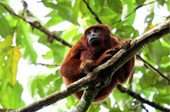 tropical rainforest biome info