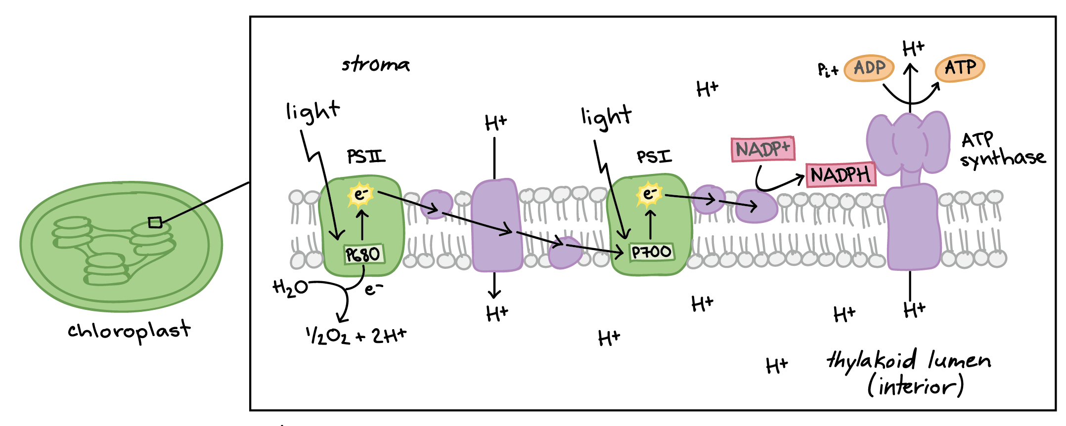 Light-dependent reactions (photosynthesis (article) | Khan Academy