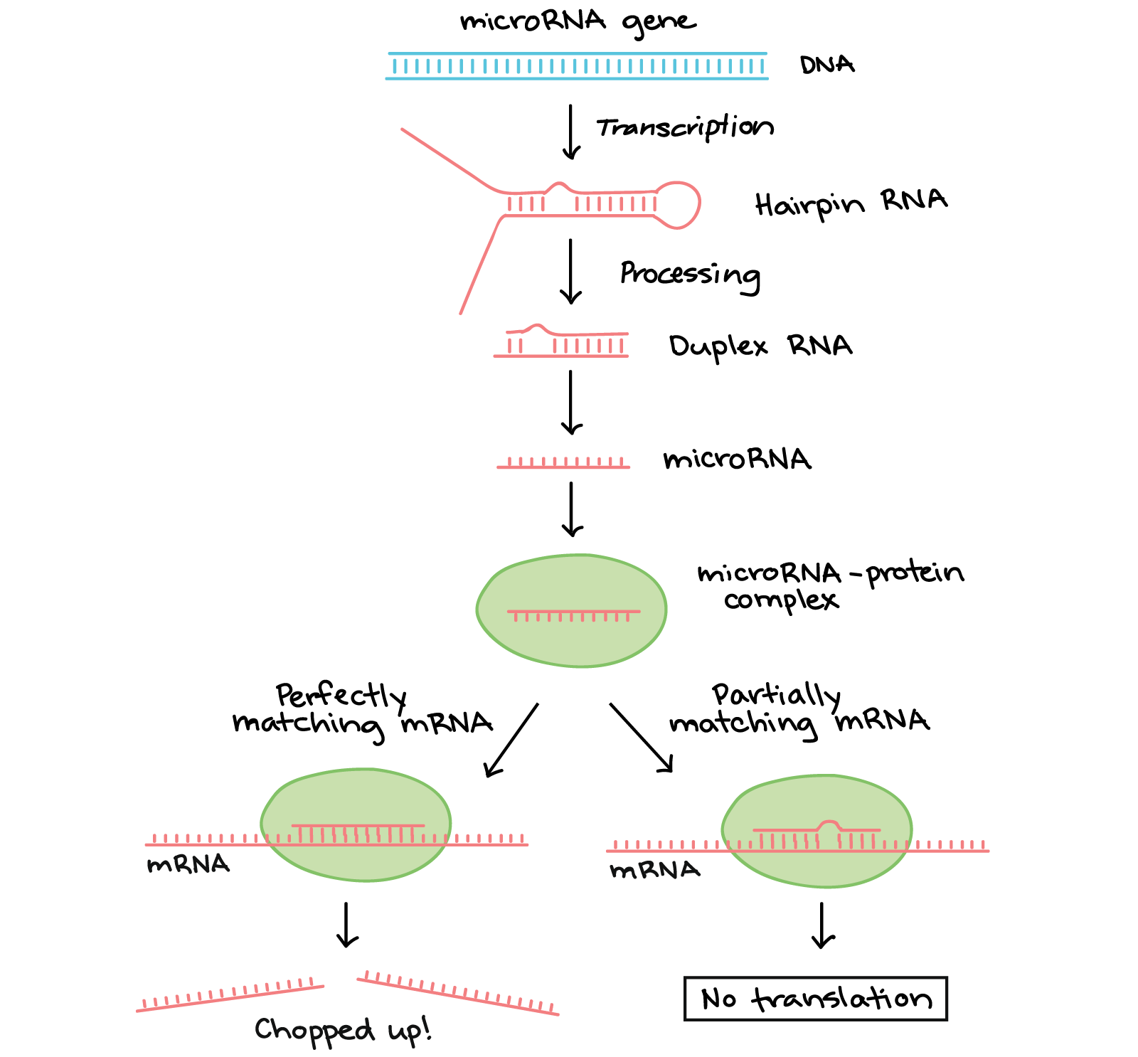 At Which Of The Following Stages Does Transcriptional Control Occur 