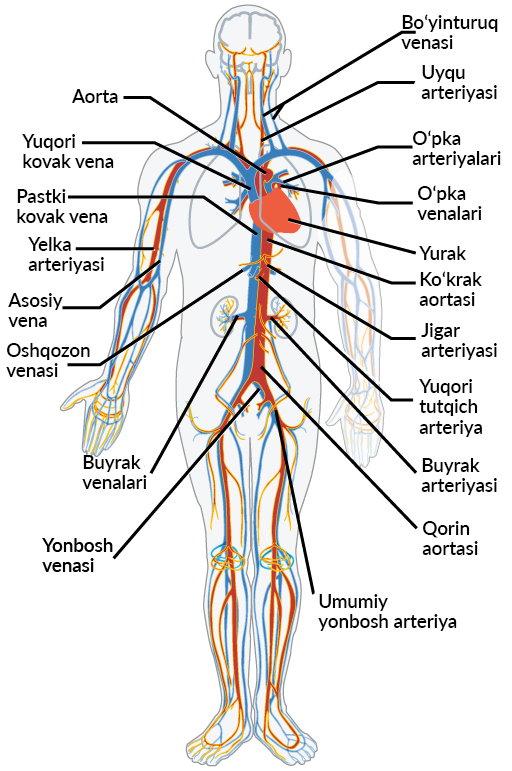 Qizlar tomonidan uy qurilishi xoroz onanizmi toplamini tomosha qiling