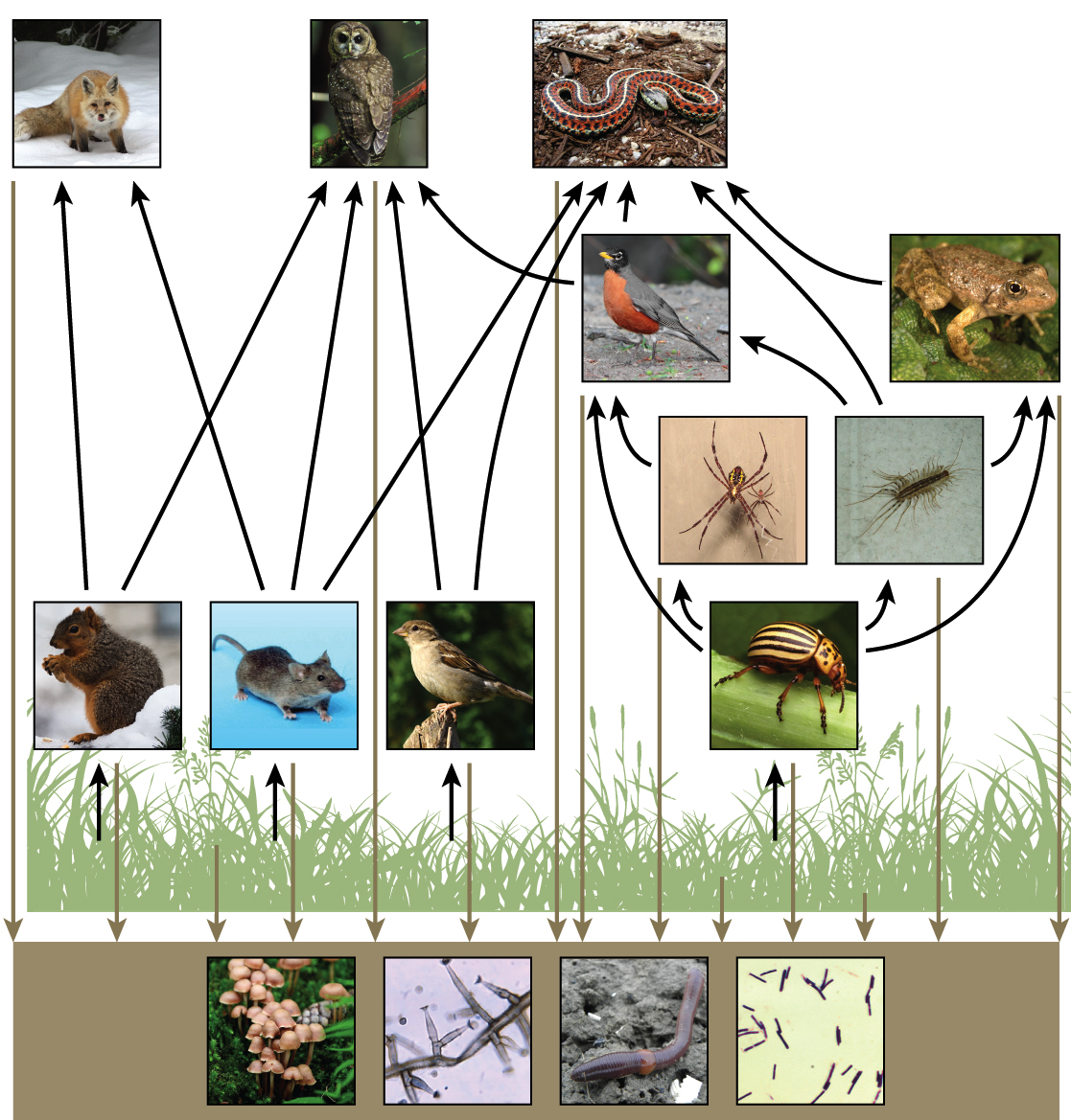 The bottom level of the illustration shows decomposers, which include fungi, mold, earthworms, and bacteria in the soil. The next level above decomposers shows the producers: plants. The level above the producers shows the primary consumers that eat the producers. Some examples are squirrels, mice, seed-eating birds, and beetles. Primary consumers are in turn eaten by secondary consumers, such as robins, centipedes, spiders, and toads. The tertiary consumers such as foxes, owls, and snakes eat secondary and primary consumers. All of the consumers and producers eventually become nourishment for the decomposers.