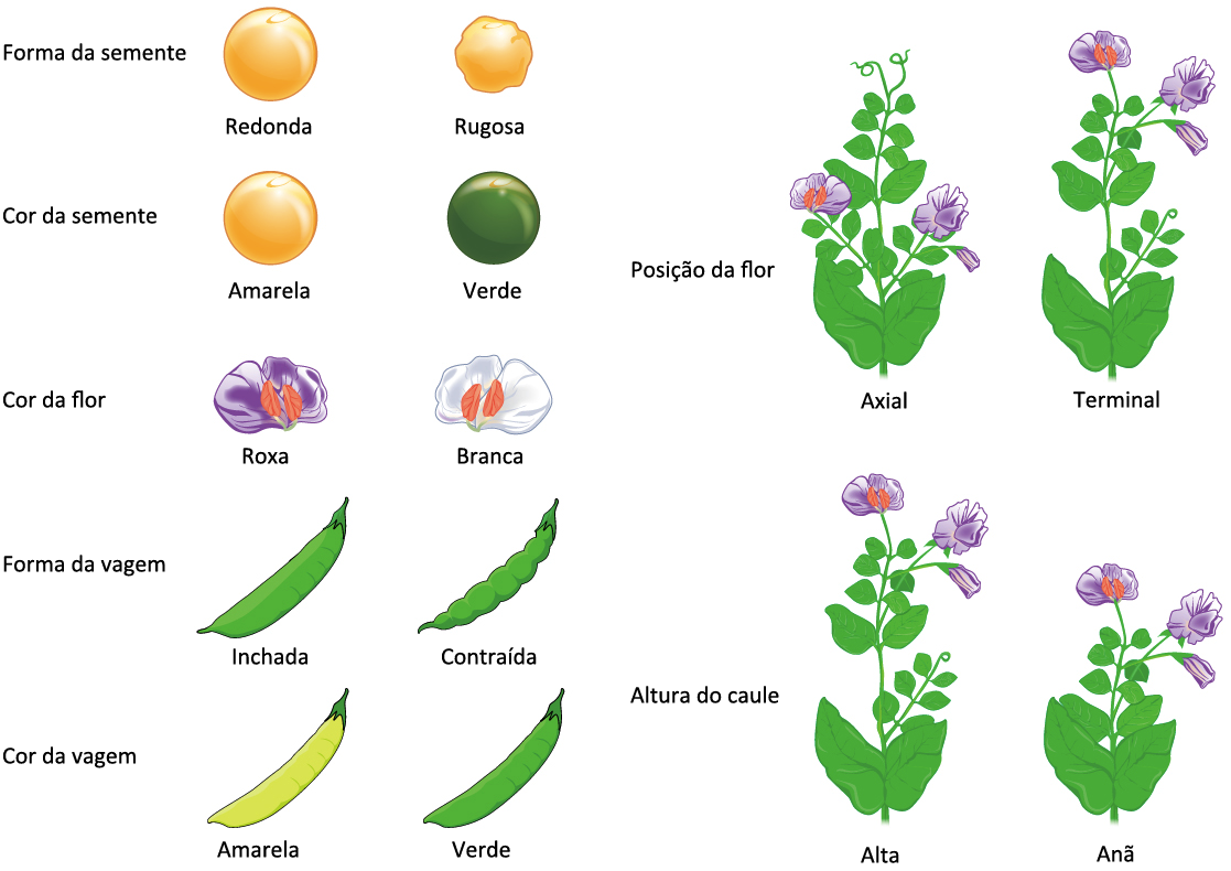 A lei da segregação (artigo) | Khan Academy, image size:1117x790