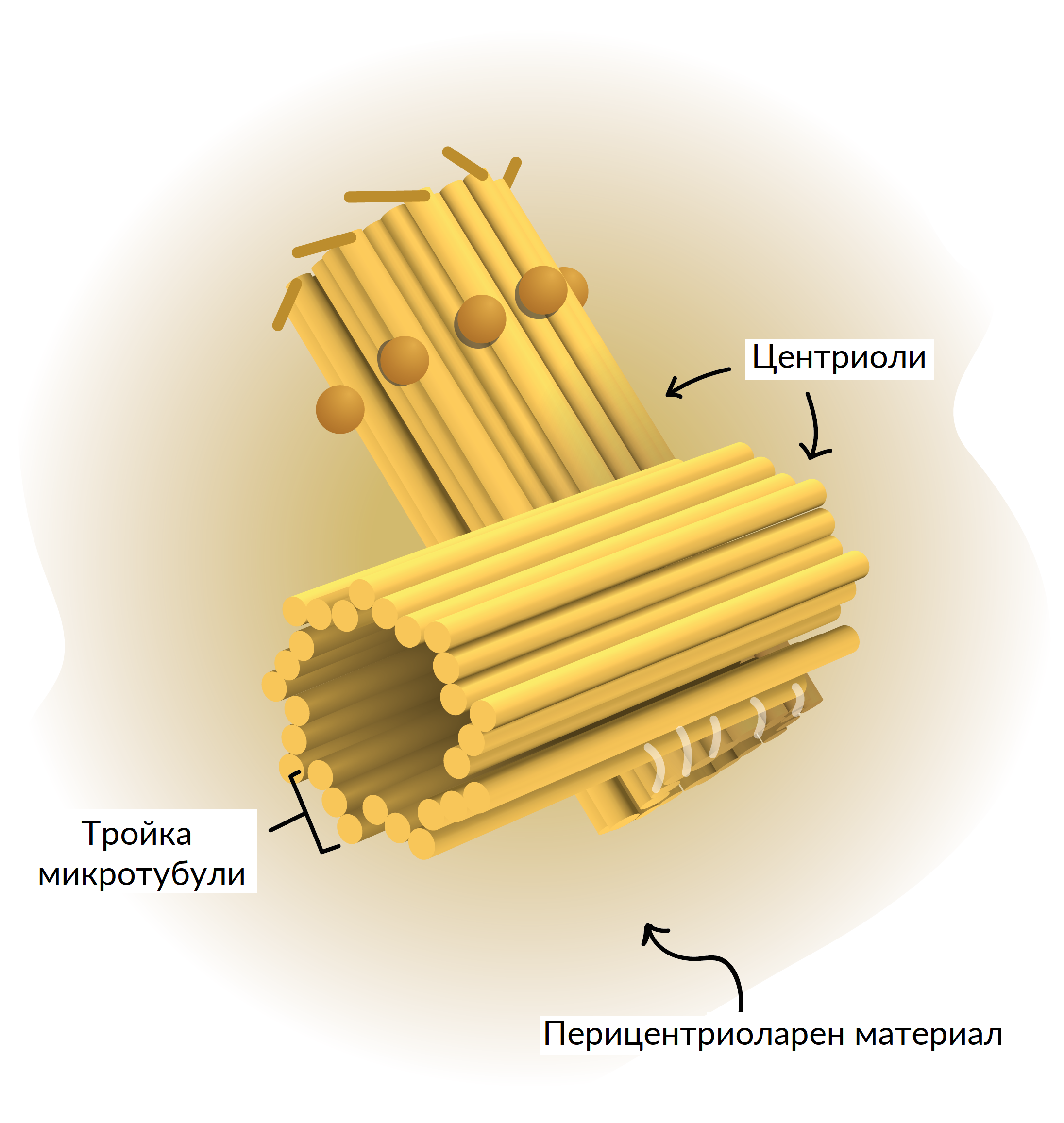 Клеточный центр в клетке рисунок