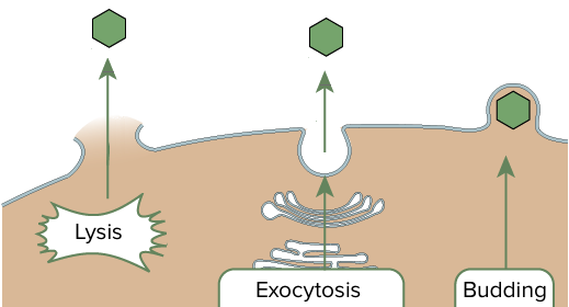 Viruses may exit through lysis of the cell, exocytosis, or budding at the plasma membrane.