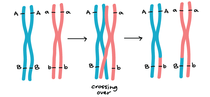 Maps of linkage group 1 (LG1) of female parent OSU 252.146 (left) and