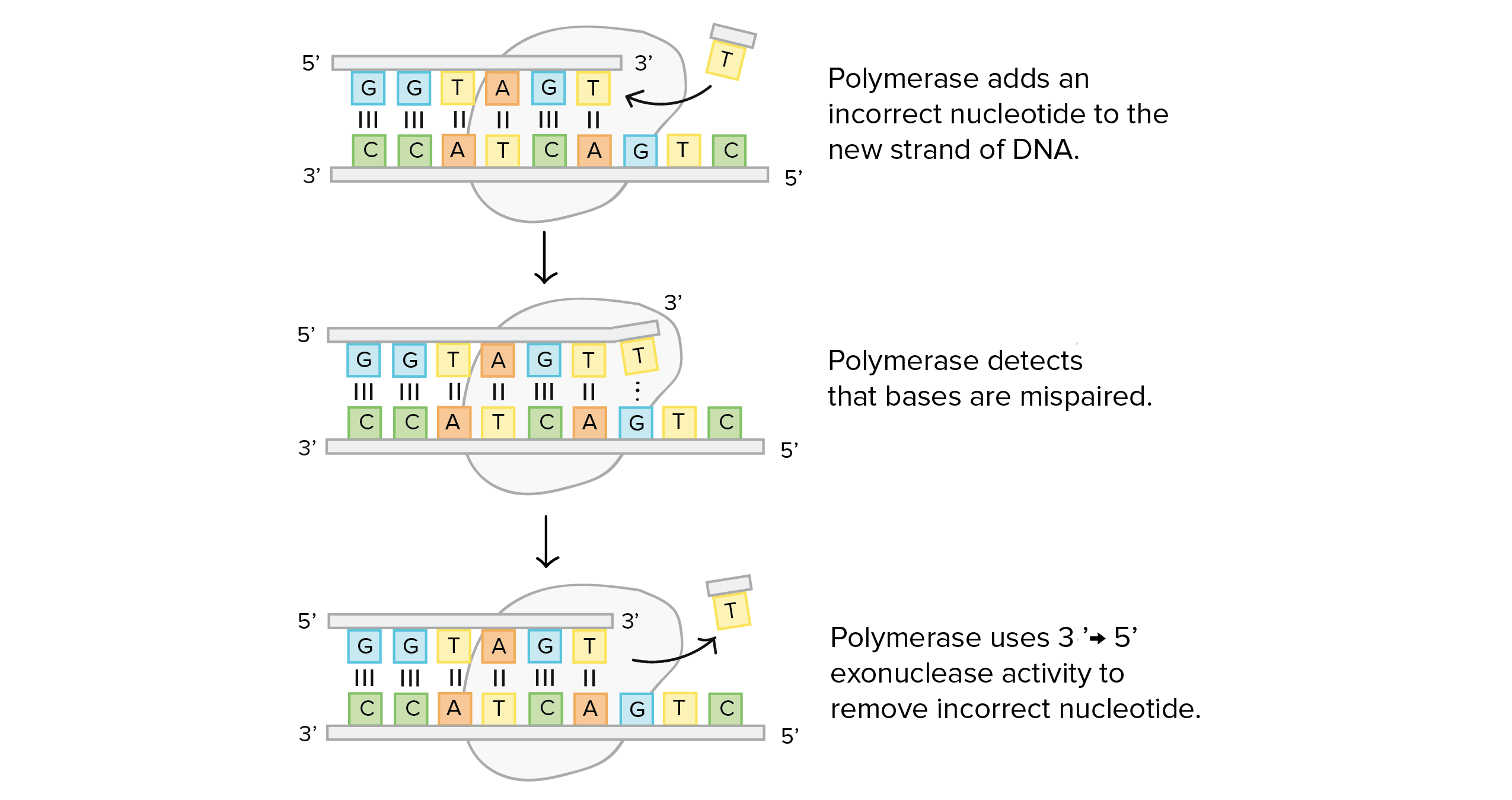 Dna Proofreading And Repair Article Khan Academy