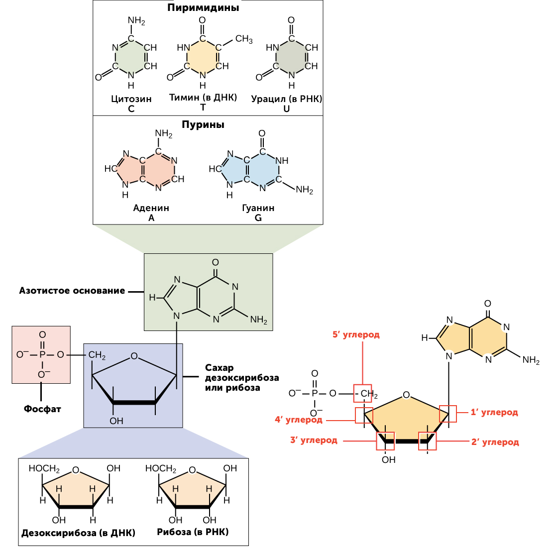 Рнк аденин тимин. Нуклеотиды с рибозой. Аденин рибоза. Аденин гуанин цитозин Тимин урацил комплементарность. Нуклеотиды ДНК И РНК.