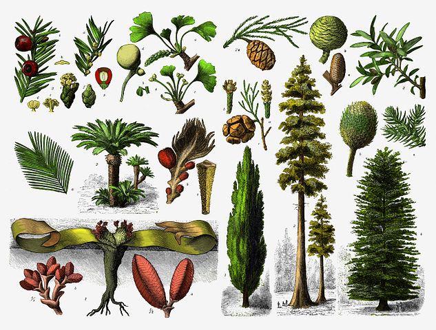 Reino Plantae: División Gimnosperma (artículo) | Khan Academy