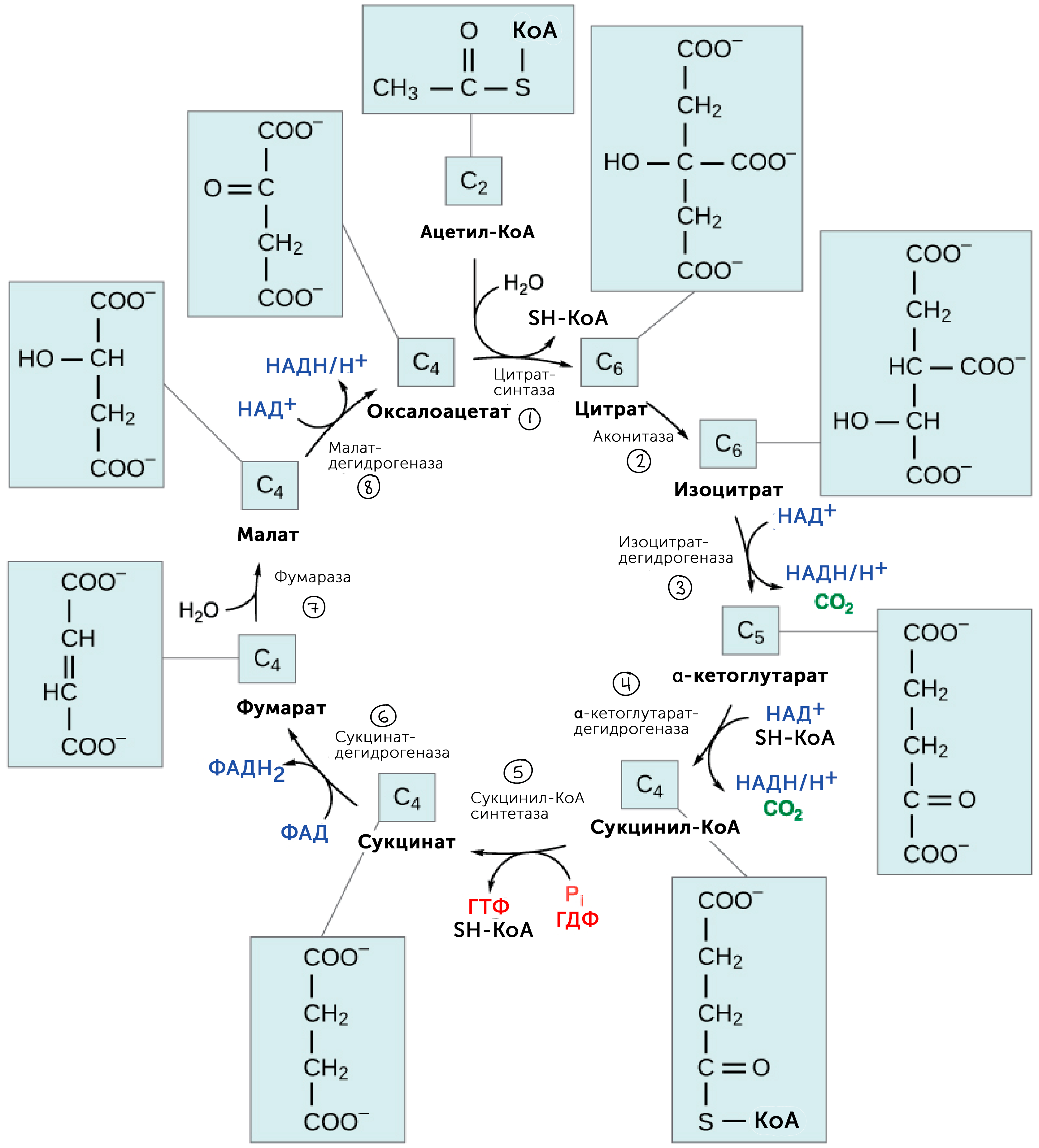 Цитратный цикл. Цикл Кребса биохимия. Цикл трикарбоновых кислот Академия хана. Цикл трикарбоновых кислот.