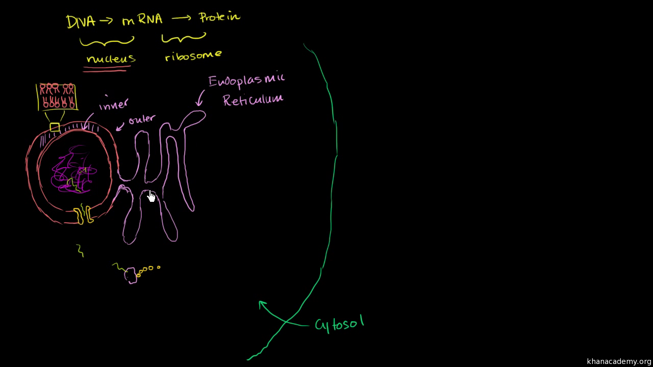 Structure of a cell | Biology library | Science | Khan Academy