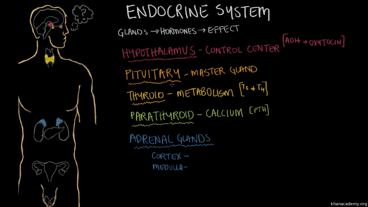 Endocrine Hormone Chart Pdf