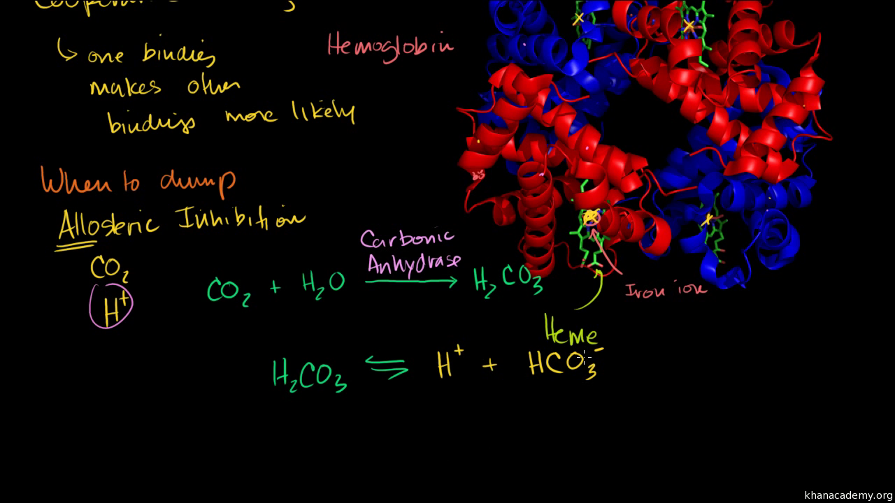 Hemoglobin (video) | Human biology | Khan Academy