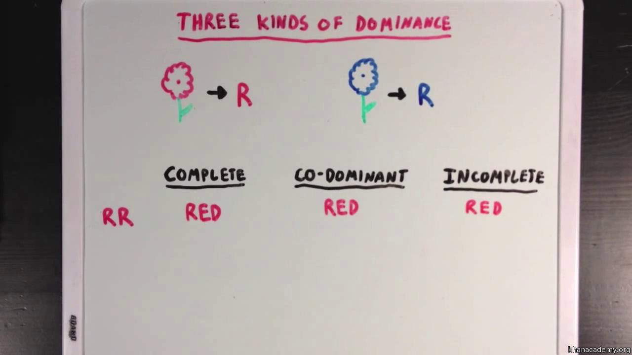 co dominant traits