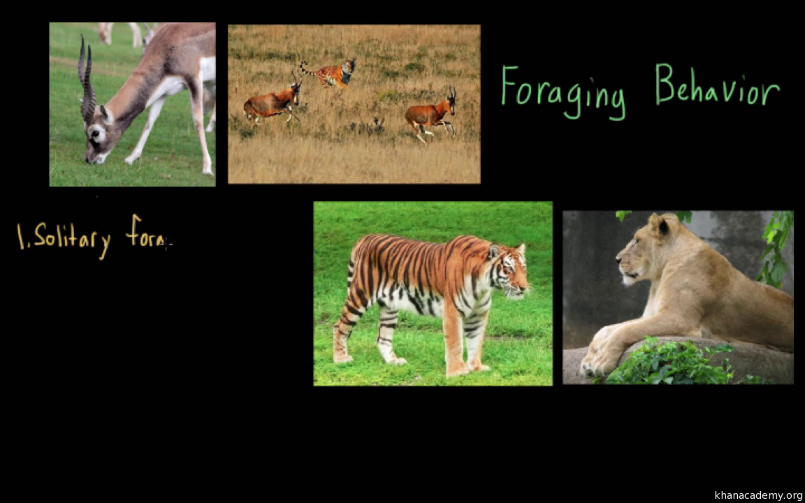 Animal behavior: foraging (video) | Ecology | Khan Academy