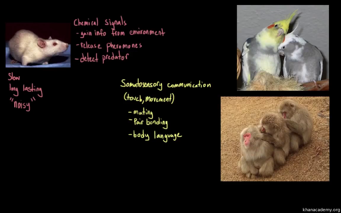 Types of animal communication (video) | Khan Academy