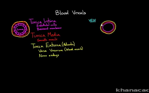 Layers Of A Blood Vessel Video Khan Academy